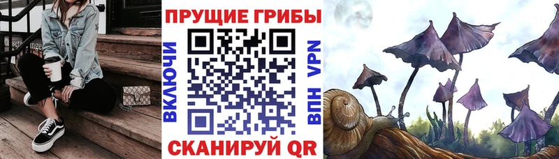 хочу наркоту  Поворино  Галлюциногенные грибы MAGIC MUSHROOMS 